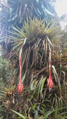 Tillandsia mateoensis