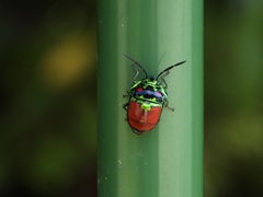 Chrysocoris eques