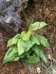 Erythronium shastense