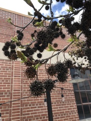 Liquidambar styraciflua