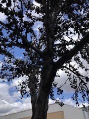 Liquidambar styraciflua