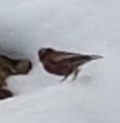 Leucosticte tephrocotis tephrocotis
