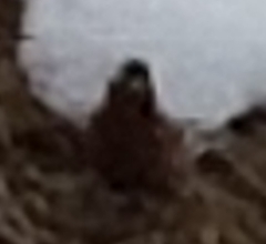 Leucosticte tephrocotis tephrocotis