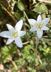 Ornithogalum narbonense