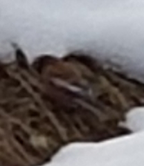 Leucosticte tephrocotis tephrocotis
