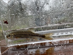 Hesperoleucus symmetricus