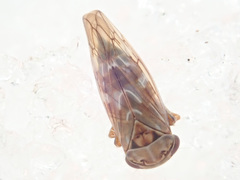 Stenidiocerus poecilus