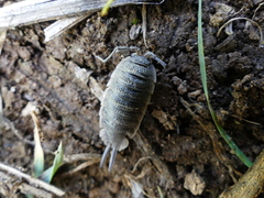 Porcellio hoffmannseggii
