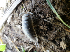 Porcellio hoffmannseggii