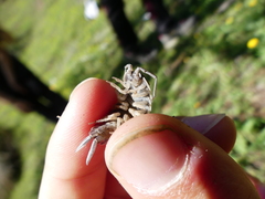 Porcellio hoffmannseggii