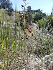 Cleome violacea