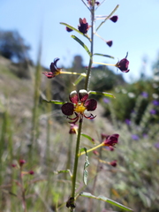 Cleome violacea
