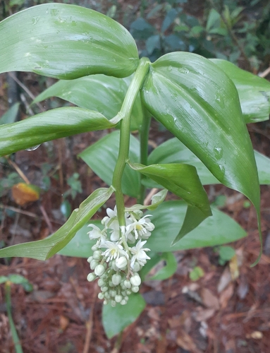 Maianthemum paniculatum (Maianthemum paniculatum)