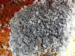 Xanthoparmelia tinctina