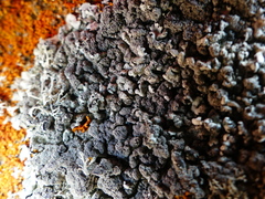 Xanthoparmelia tinctina