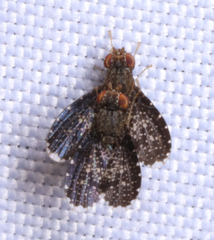 Trypetisoma sticticum