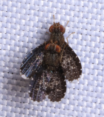 Trypetisoma sticticum