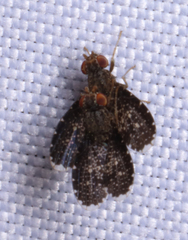 Trypetisoma sticticum