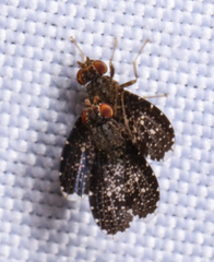 Trypetisoma sticticum