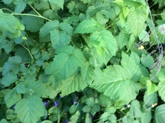 Rubus idaeus strigosus