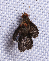 Trypetisoma sticticum