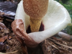 Amorphophallus prainii