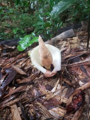 Amorphophallus prainii