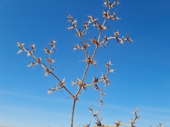 Chorizanthe spinosa