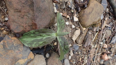 Trillium sessile