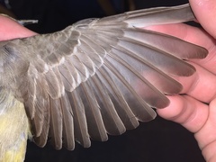 Icterus cucullatus nelsoni