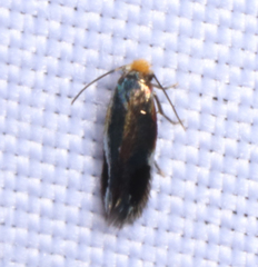 Stigmella resplendensella