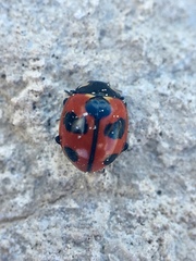Coccinella alta