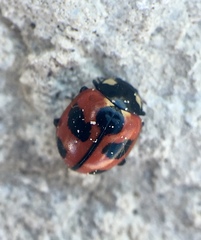 Coccinella alta