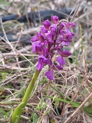 Anacamptis