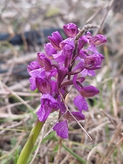 Anacamptis