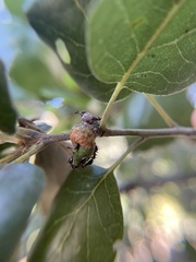 Callirhytis carmelensis