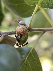 Callirhytis carmelensis