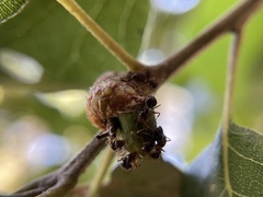 Callirhytis carmelensis