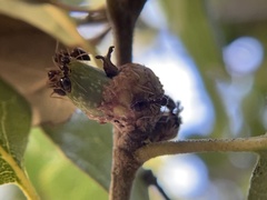 Callirhytis carmelensis