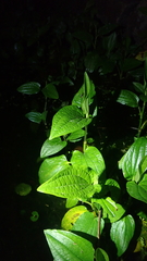 Saururus chinensis