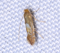 Phyllonorycter aeriferella
