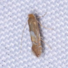 Phyllonorycter aeriferella