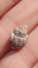 Buccinum undatum