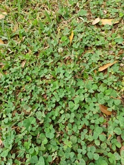 Trifolium repens