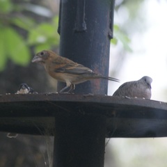 Sporophila torqueola