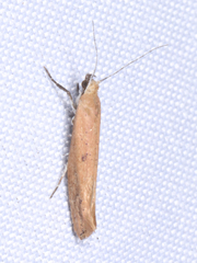 Ypsolopha ochrella