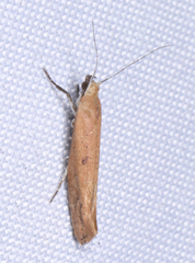 Ypsolopha ochrella