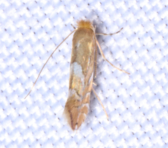 Phyllonorycter aeriferella
