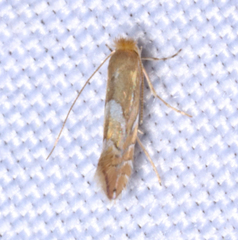 Phyllonorycter aeriferella