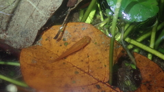 Xiphophorus hellerii